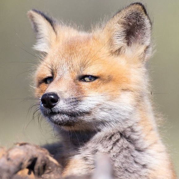 thekidfox